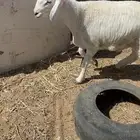 طلي صنف واحد حري مقفل