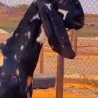 هنديات خرايط بيور