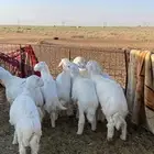 بهم حري انتاج المراح