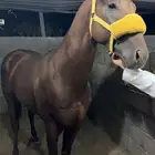 الحصان طيب جدا