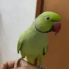 خميس مشيط