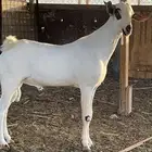 مشروع تيس فحل بيشي صنف مشروط ( تم البيع )