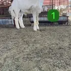 مشاريع فحول ضغط عالي ومعرفة