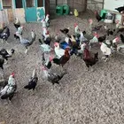 ديوك للبيع بذبح و بدون