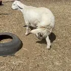 طلي ذبيحة سمين