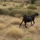 عنز سديس مقربه. للبيع. جرم. وشعره. دهماء مشروطه.