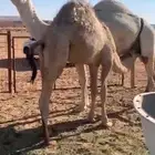 قعود كفو فل مغلق للبيع باقي تحت امه