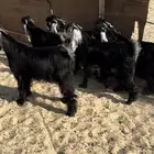 تيوس عوارض ضهور فل وفيه مشاريع فحول