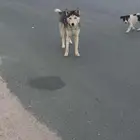 كلب هاسكي
