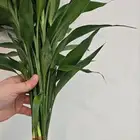 نبات ساق البامبو