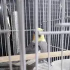 جوز كروان نورمال مع فرخين