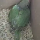 فروخ دره هندي انتاج محلي1447
