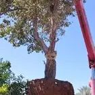 يوجد لدينا جميع انواع الأشجار التوصل علا