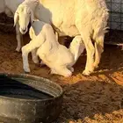حريه متبع