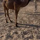 بكره صفرا. (تم البيع )