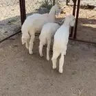 للبيع 3من البهم مرابي
