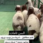 غنم متاويم