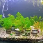 Aquarium Plant s for sale
