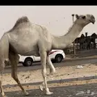وضح مفروده طيبه جدا من سلالت الهدب