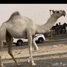 مفروده طيبه جدا