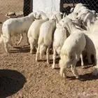 خرفان جبره