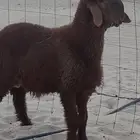 خاروف نعيم مع سواكن