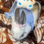 أرنب للبيع ذكر