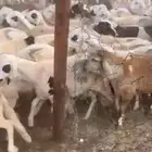 سواكن دمازين جبرة اعمار 5 6 أشهر