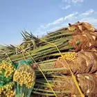 نخل عربي مثمر شيشي سكري صقعي مجدول نخيل فروخ نقايل واشنطني