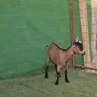 الماعز القزم معزاء قزم دفيع ومقاريع فواخر