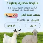 طليان وتيوس للبيع كاش وتقسيط عن طريق تمارا