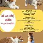 قط ضائع في منطقة الشفا يوجد مكافأة مالية لمن يجدة