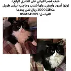 قطه مفقوده من حي العوالي