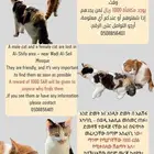 قطين ضائيع بمنطقة الشفا