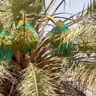 للبيع ثمار نخيل من الخلاص الفاخر عددها مائه 100