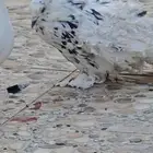 ذكر حمام كشكش