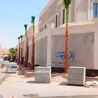 نخل واشنطني ابو مروحه زينه جميع الاحجام متوفره