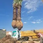 توريد جميع انواع النخل العربي والنخل الزينه