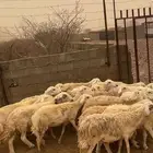 ضان حريات