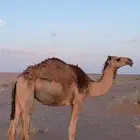 ابكار عدد 2 للبيع لهن سنتين
