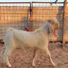 تيس فحل مطور