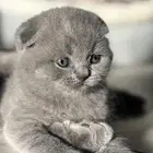 قطط سكوتش تربل فولد