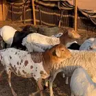 برابر خلفات
