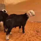 ذبايح بريه