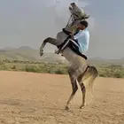 حصان عربي شعبي