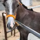 خيل للبيع