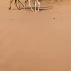 للبيع عشرا عونيه تحتها قعود
