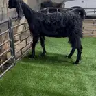 عنز مشروكه السن تامه