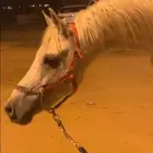 حصان صقلاوي شعبي