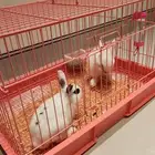 ارانب وندرلاند الكيوت القزم